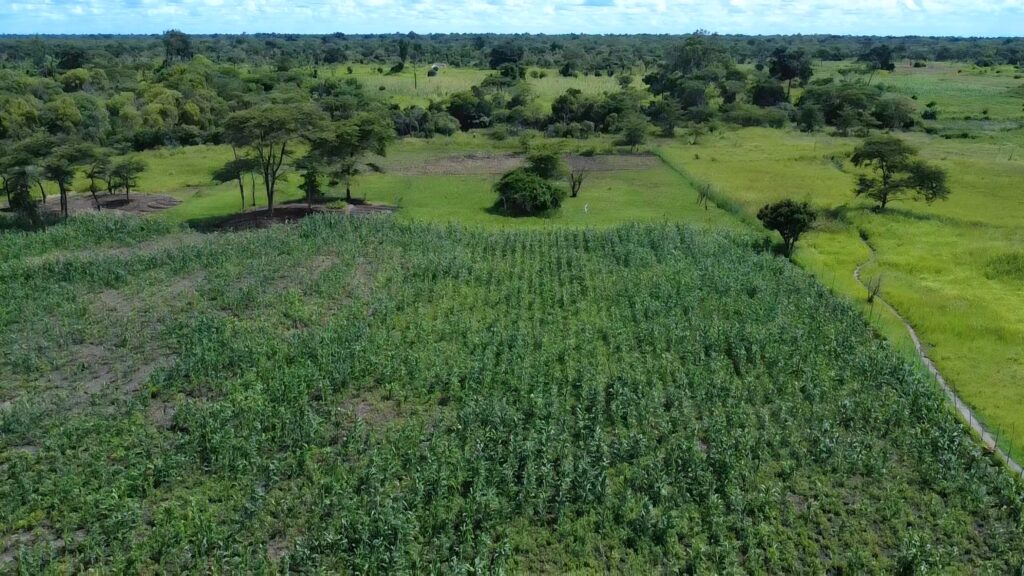 The community farm cultivated by local farmers in the D.R. Congo