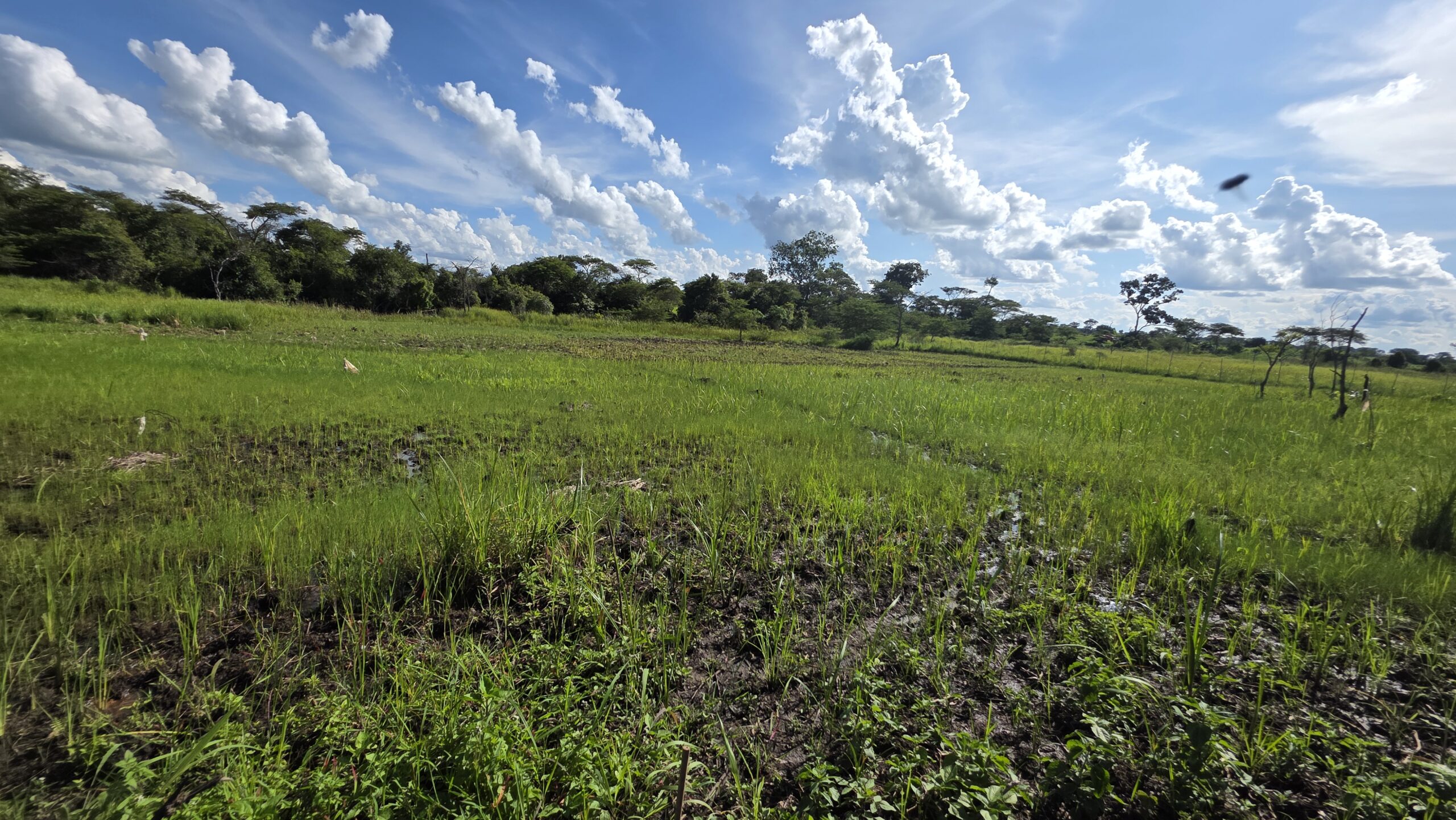 Green fields on the Hope G.C.L.M. community farm