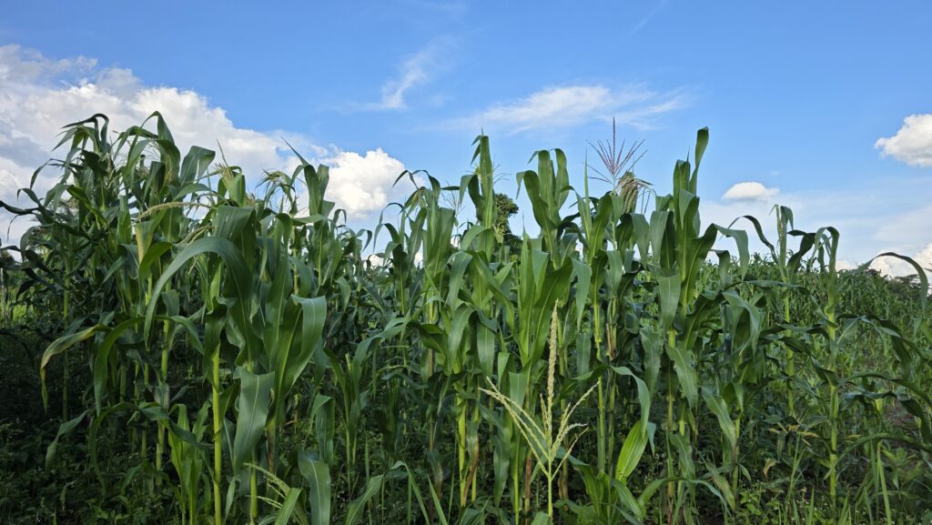 Maize crop growing on the Hope G.C.L.M. 22-acre community farm