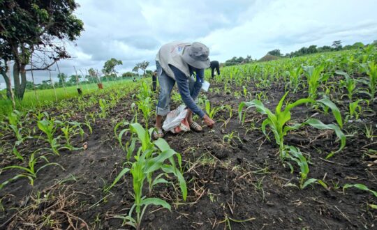 Tending young maize plants on the Hope G.C.L.M. community farm in the Democratic Republic of Congo